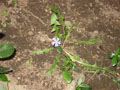 flower weed juxtaposition.JPG